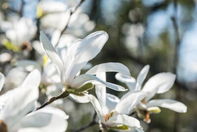 Papier peint  Magnolia blanc sur fond de la nature