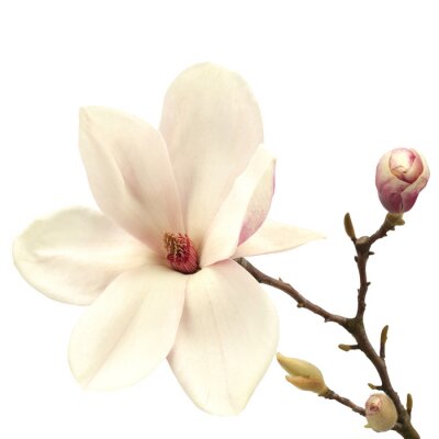 Papier peint  Magnolia crème avec les bourgeons