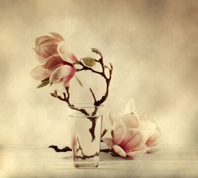 Magnolia dans un verre d'eau