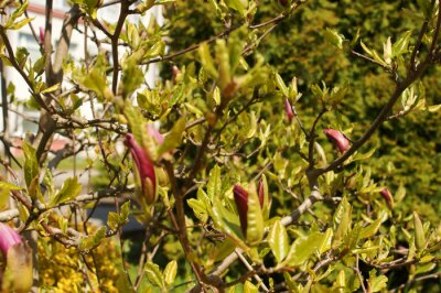 Papier peint  Magnolia en fleurs dans le jardin