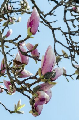 Magnolia en fleurs sur l'arbre