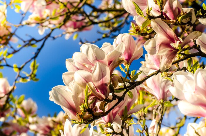 Papier peint  Magnolia en plein soleil