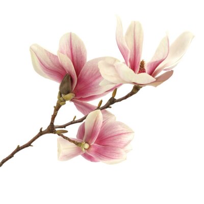 Papier peint  Magnolia et branche marron