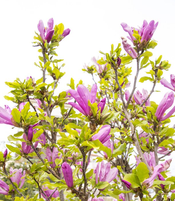Papier peint  Magnolia et feuilles sur fond blanc