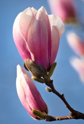 Magnolia fleur Close-up