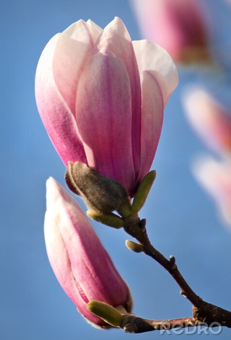 Papier peint  Magnolia fleur Close-up