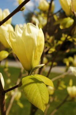 Magnolia jaune gros plan
