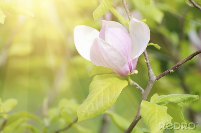 Papier peint  Magnolia lumineux dans les rayons