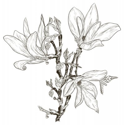 Papier peint  Magnolia monochrome