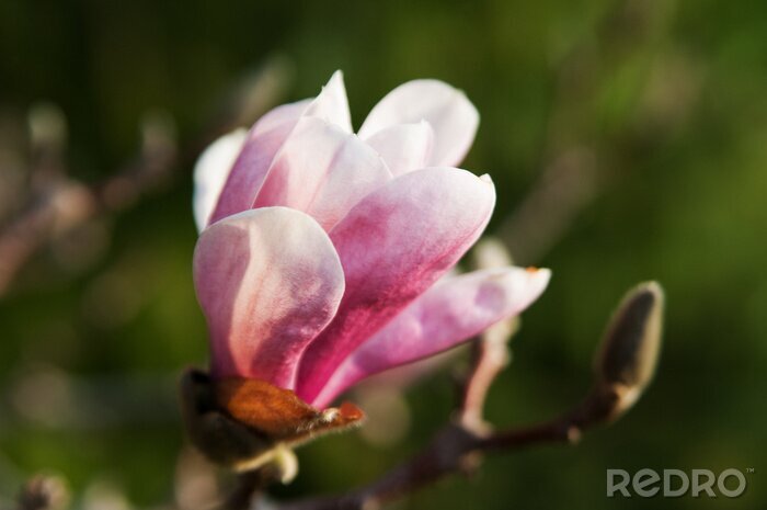 Papier peint  Magnolia rose dans le jardin