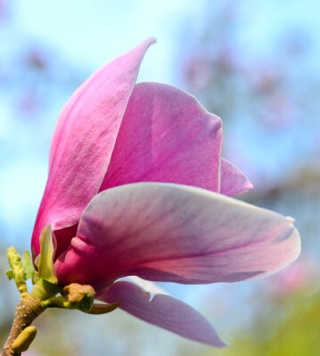 Magnolia rose en gros plan