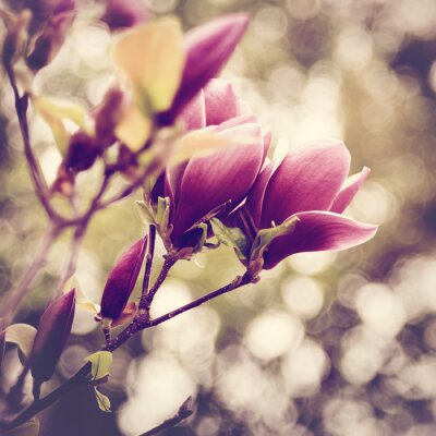 Magnolia rose et fond flou