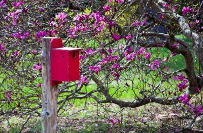Papier peint  Magnolia rose et mangeoire pour oiseaux