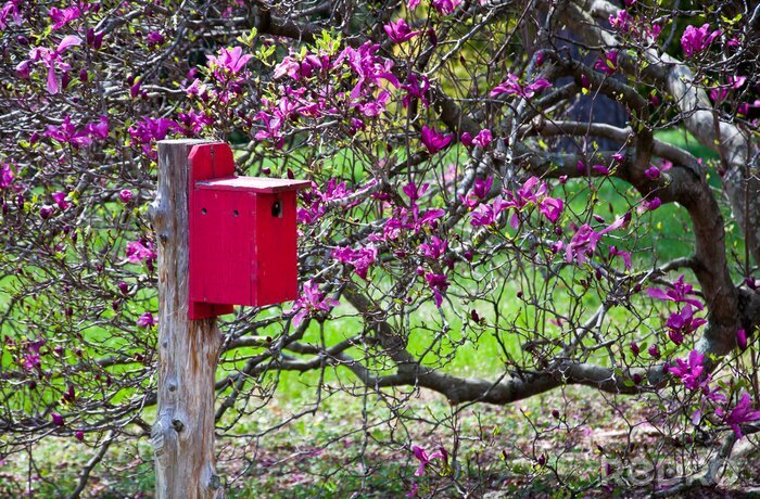 Papier peint  Magnolia rose et mangeoire pour oiseaux
