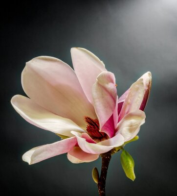 Papier peint  Magnolia rose gros plan