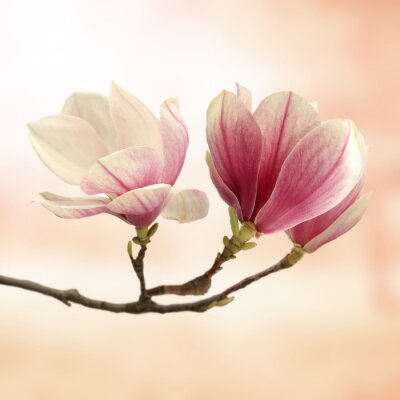 Papier peint  Magnolia rose sur fond rose