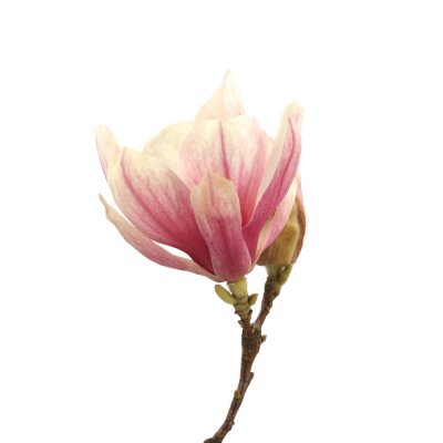 Papier peint  Magnolia rose unique