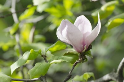 Magnolia sur fond de feuilles