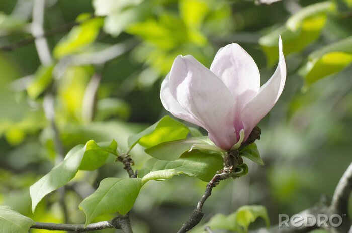 Papier peint  Magnolia sur fond de feuilles
