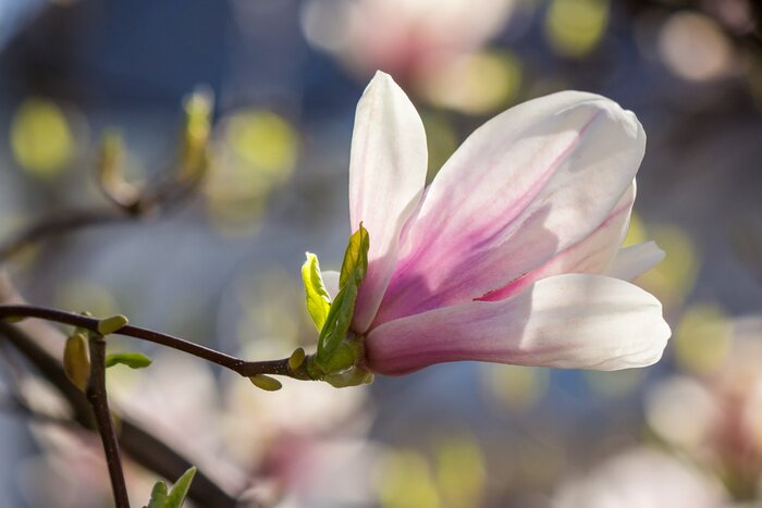 Papier peint  Magnolia sur l'arbre gros plan