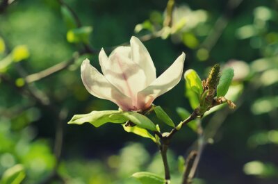 Papier peint  Magnolia sur une brindille