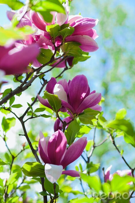 Papier peint  Magnolia tree blossom
