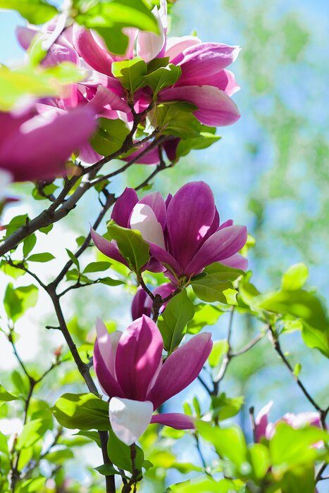 Papier peint  Magnolia tree blossom