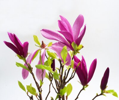 Papier peint  Magnolia violet