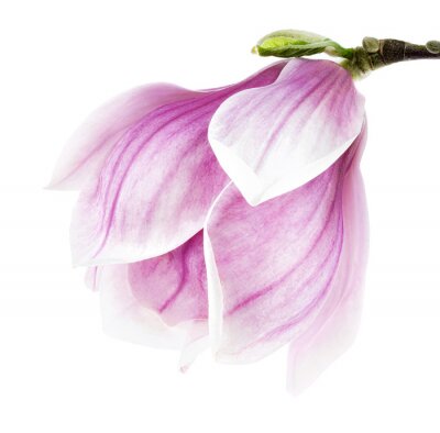 Magnolia violet en gros plan