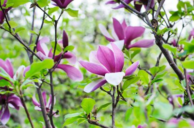 Papier peint  Magnolia violet et feuilles vertes