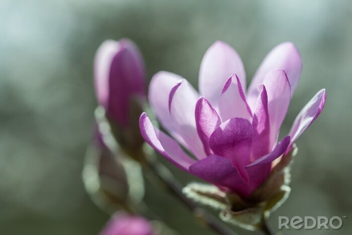 Papier peint  Magnolia violet foncé en fleur