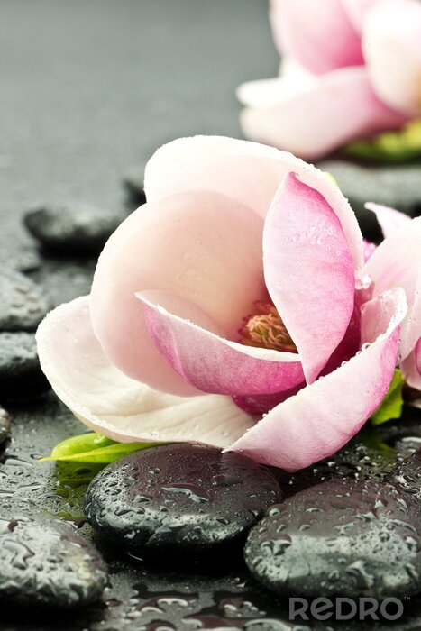 Papier peint  Magnolia z kamieniami faire spa