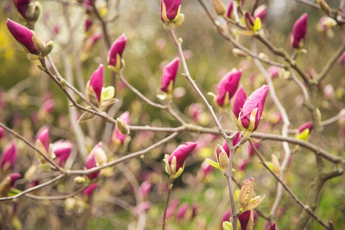 Papier peint  Magnolias 3D au printemps