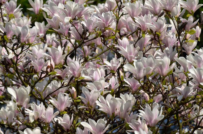 Papier peint  Magnolias 3D en fleurs sur l'arbre