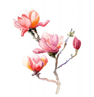 Papier peint  Magnolias aquarelle