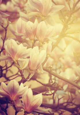 Magnolias aux rayons de soleil