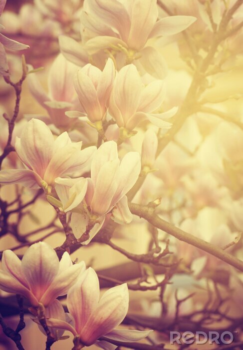 Papier peint  Magnolias aux rayons de soleil