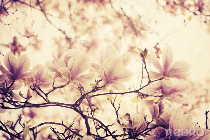 Papier peint  Magnolias aux tonalités claires