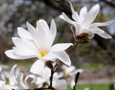 Papier peint  Magnolias blancs dans le parc