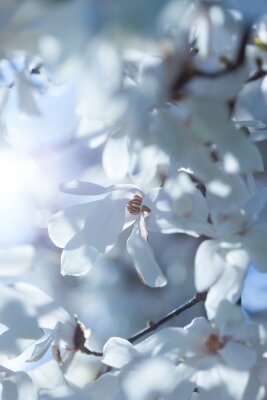 Magnolias blancs sous les rayons du soleil