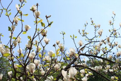 Papier peint  Magnolias blancs sur l'arbre