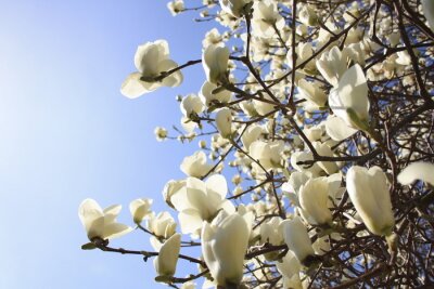 Papier peint  Magnolias blancs sur les branches