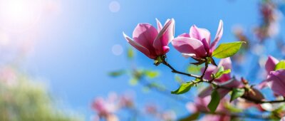 Magnolias ciel et soleil