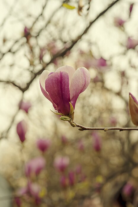 Papier peint  Magnolias ciel nuageux