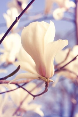 Magnolias couleur crème