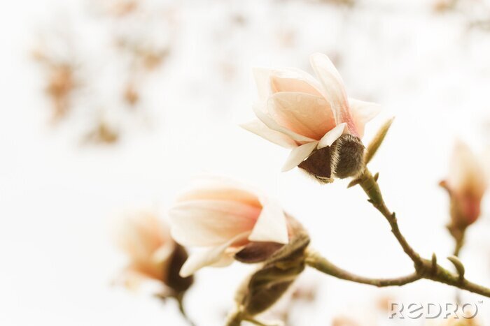 Papier peint  Magnolias couleur de thé