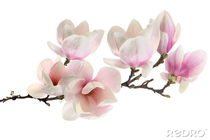 Papier peint  Magnolias couleur fuchsia sur fond blanc