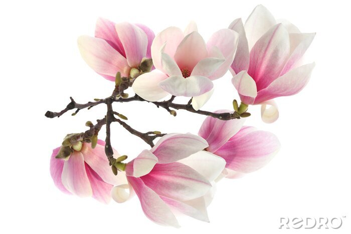 Papier peint  Magnolias dans les tons blancs et roses