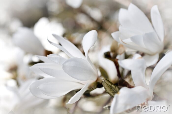 Papier peint  Magnolias délicats blancs