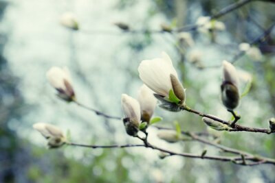 Papier peint  Magnolias en fleurs